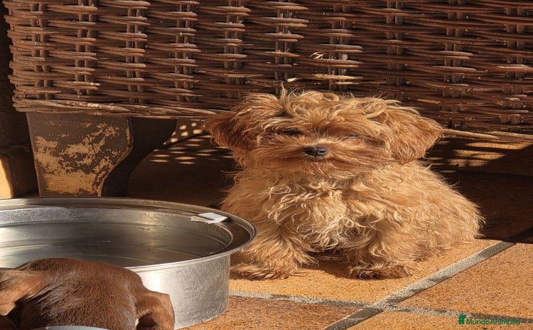 Maltipoo perros Maltipoo - Anuncio 2