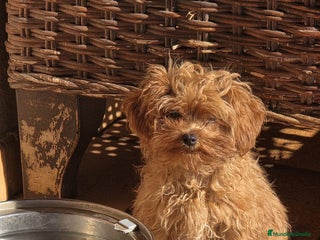 Maltipoo perros Maltipoo - Anuncio 2