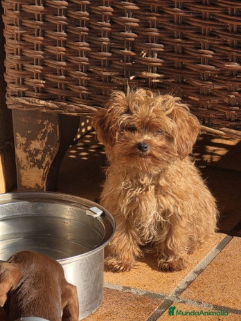 Maltipoo perros Maltipoo - Anuncio 5