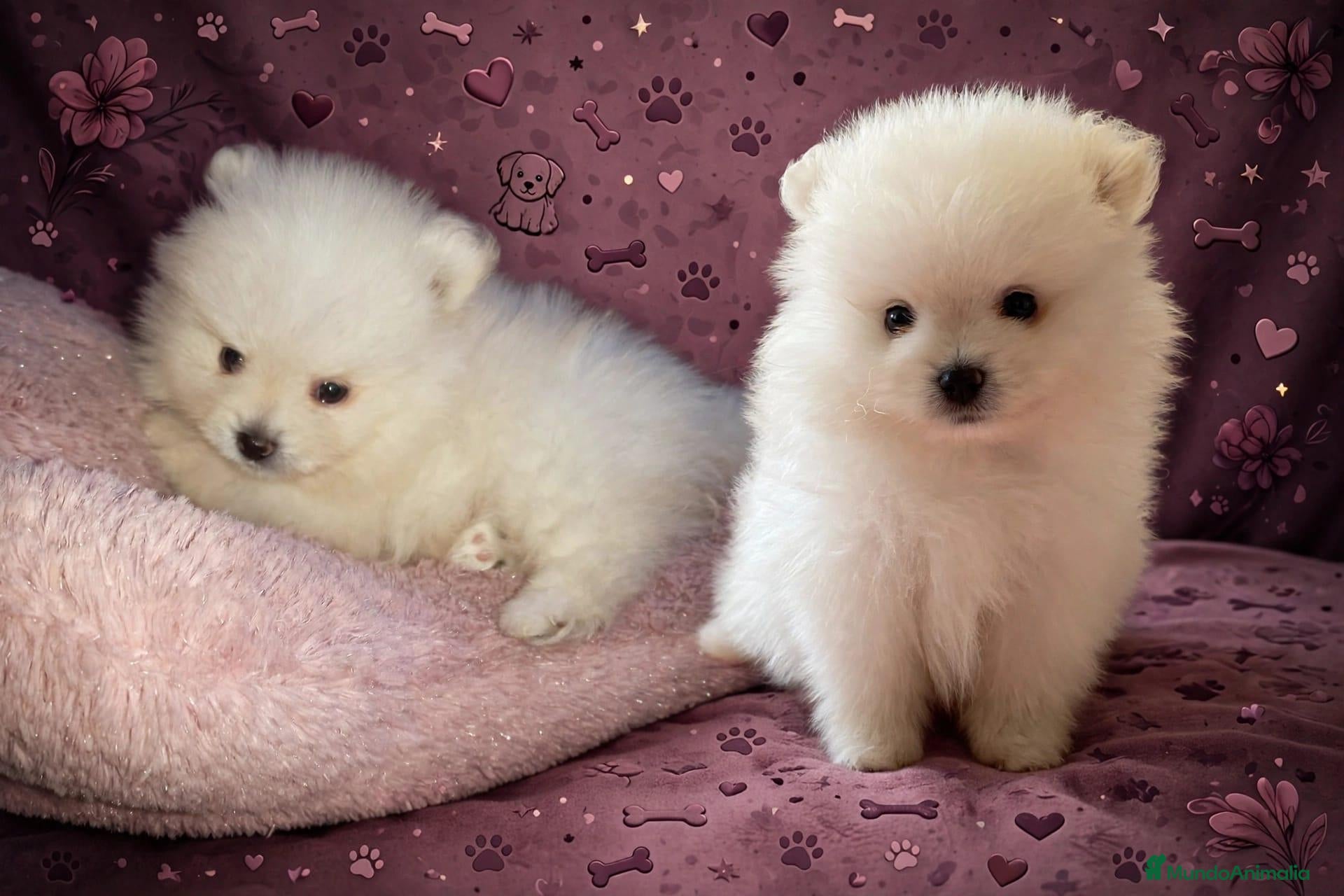 Pomerania perros en venta: Lulu pomerania, camada familiar - Anuncio 5