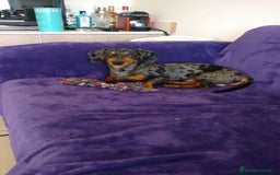 Teckel perros en venta: Teckel en venta en Barcelona - Imagen 1