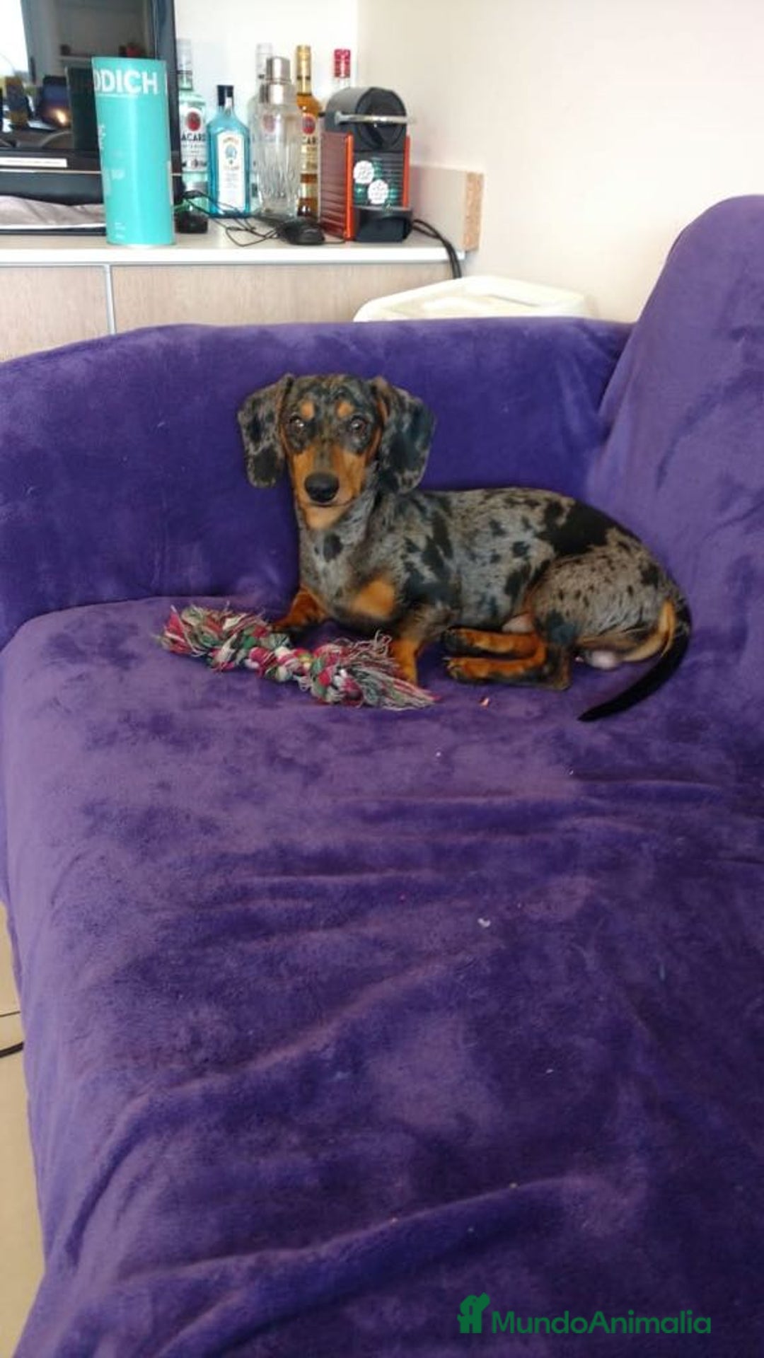 Teckel perros en venta: Teckel en venta en Barcelona - Imagen 1