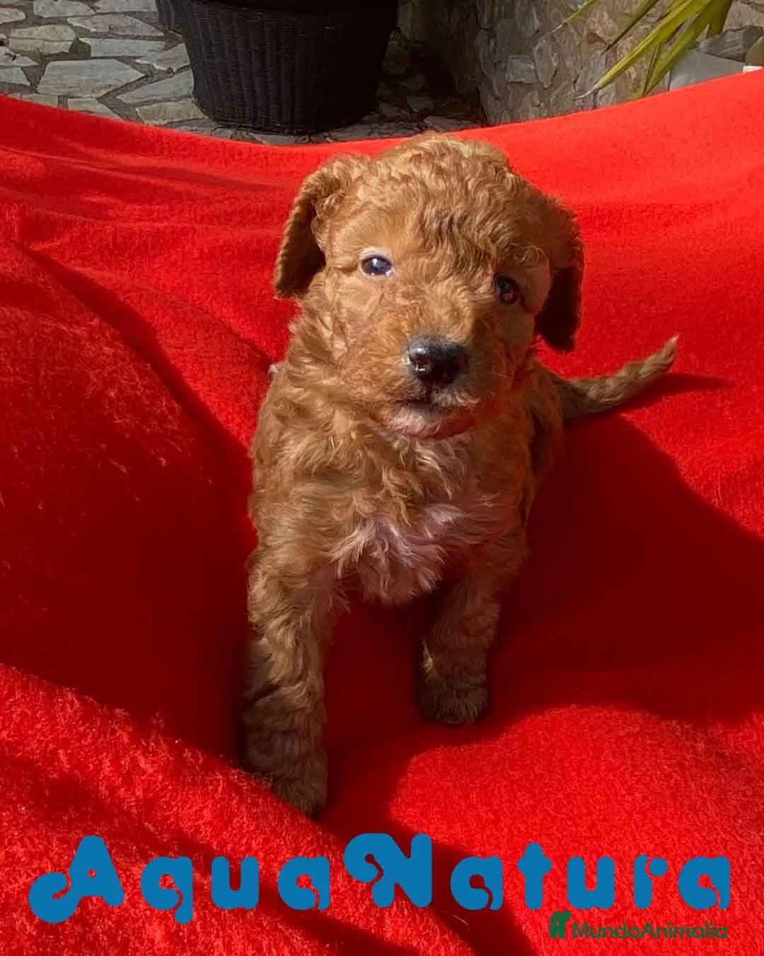 Caniche Toy perros en venta: Caniche Macho 7353 de Camila - AQUANATURA en Barcelona - Anuncio 4