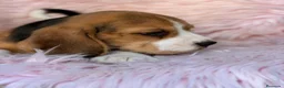 Beagle perros en venta: BEAGLE TRICOLOR  - Anuncio 5