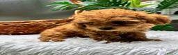 Caniche Toy perros en venta: CANICHE TOY - Anuncio 6