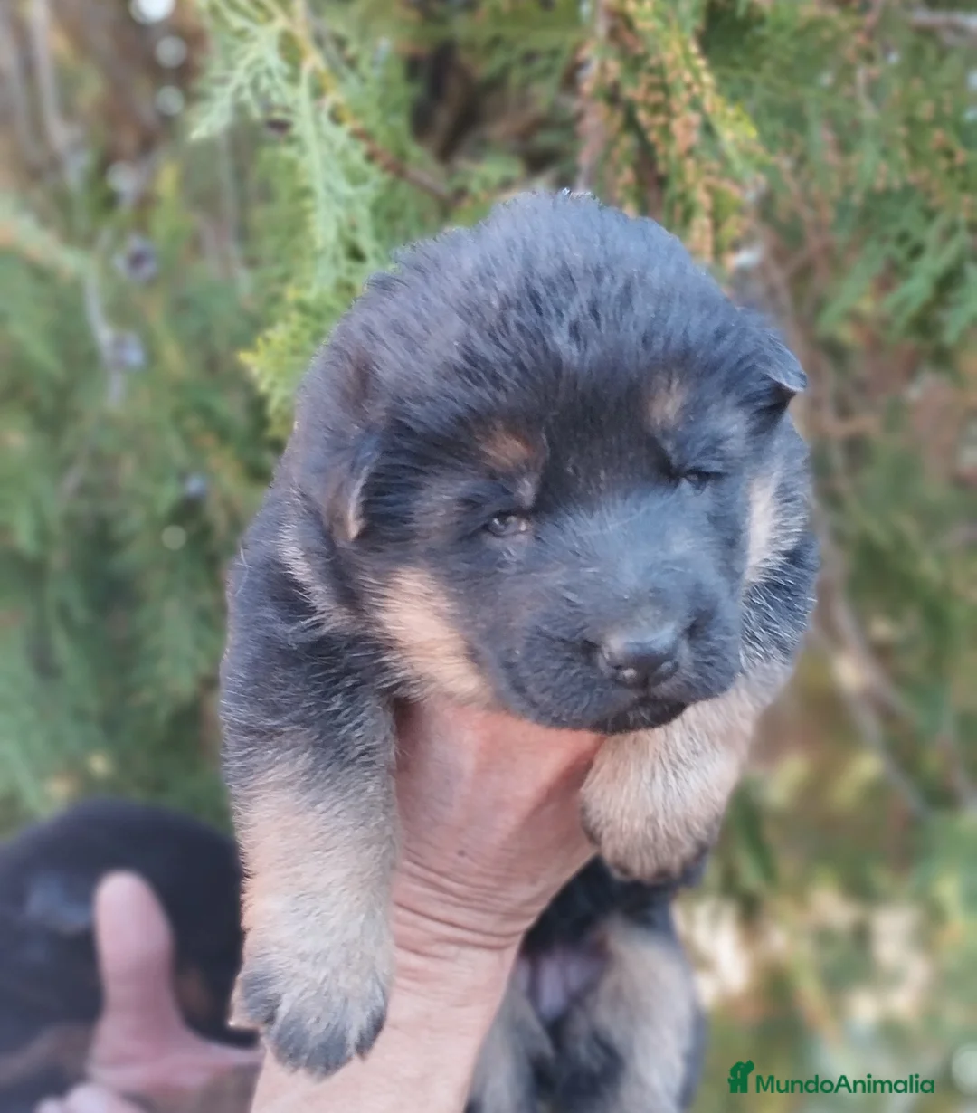 Pastor Alemán perros en venta: Cadells Pastor Alemany, Cachorros Pastor Alemán - Anuncio 12