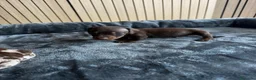 Teckel Miniatura perros en venta: Teckel miniatura chocolate y arlequín chocolate - Anuncio 6