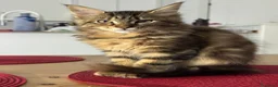 Maine Coon gatos en venta: Preciosa gatita Maine coon - Anuncio 6