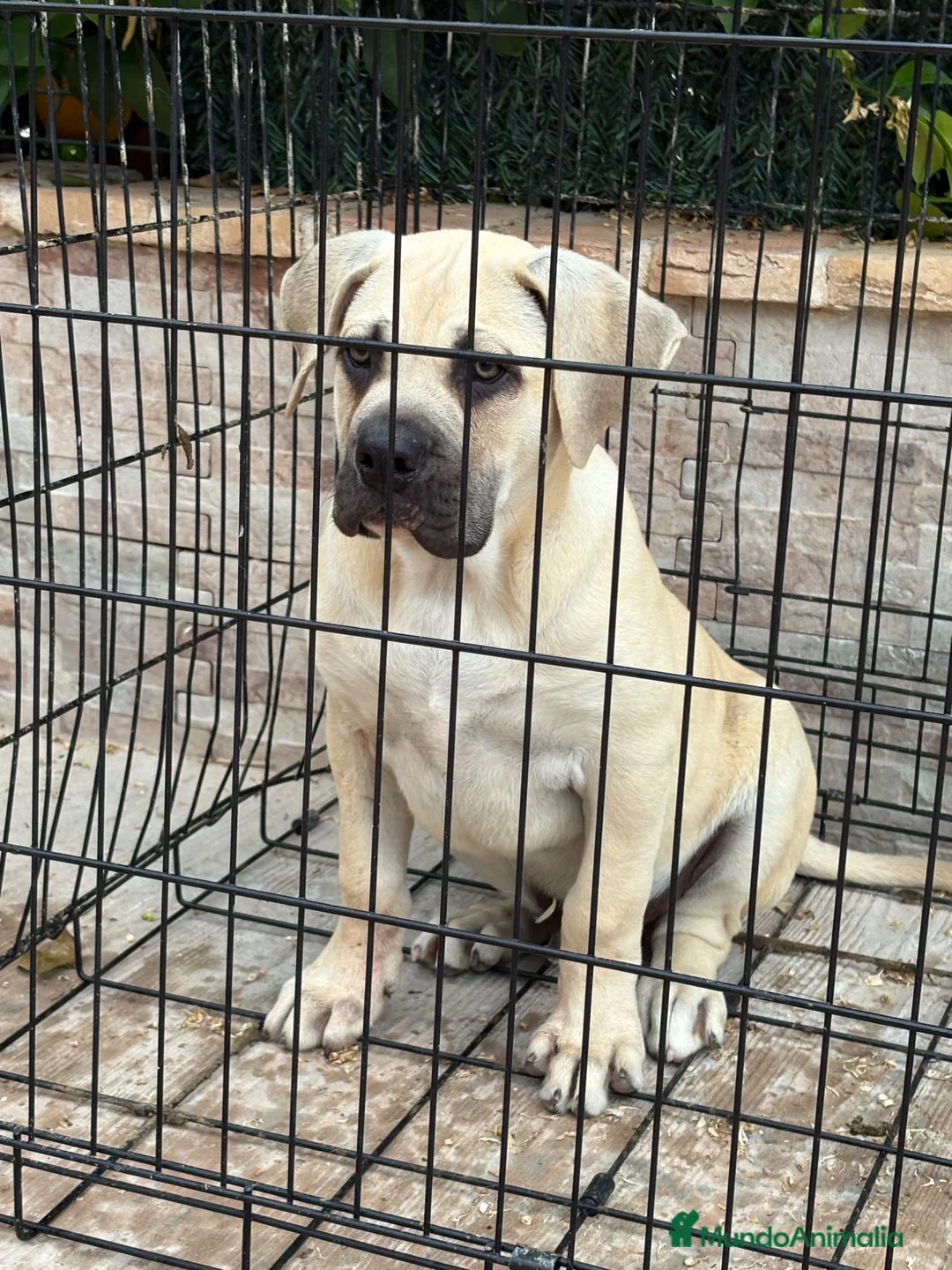 Presa Canario perros en venta: Cachorro macho presa canario  - Anuncio 2