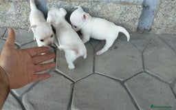 Chihuahua perros en venta: Chihuahuas cabeza de manzana 🍏 - Imagen 6