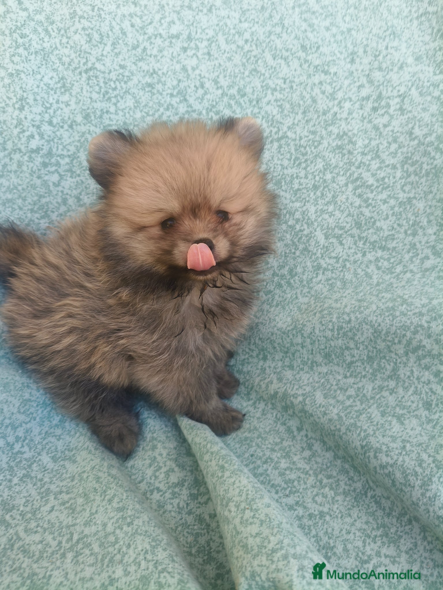 Pomerania perros Pomerania toy - Anuncio 2