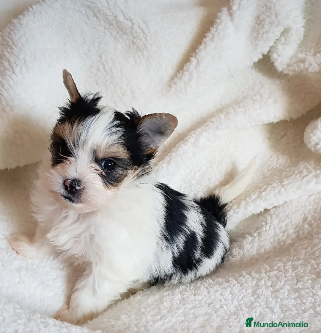 Biewer Yorkshire Terrier a la Pom Pon perros en venta: Biewer - Anuncio 5