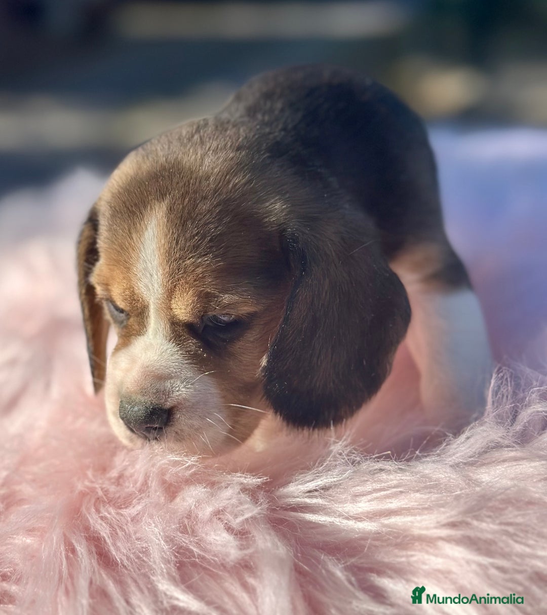 Beagle perros en venta: CAMADA DE BEAGLE DISPONIBLE PARA RESERVAR - Imagen 1