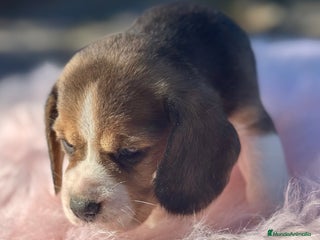 Beagle perros - Anuncio 2