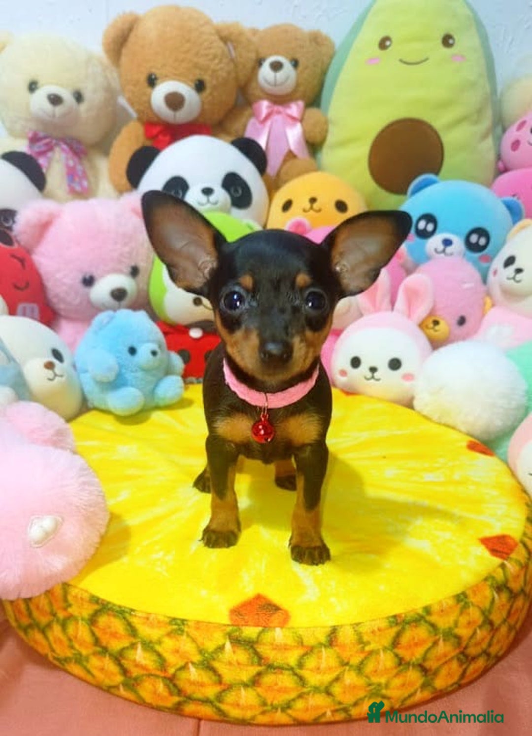 Ratón de Praga perros en venta: Ratón de Praga  - Anuncio 1