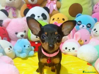 Ratón de Praga perros Ratón de Praga - Anuncio 2