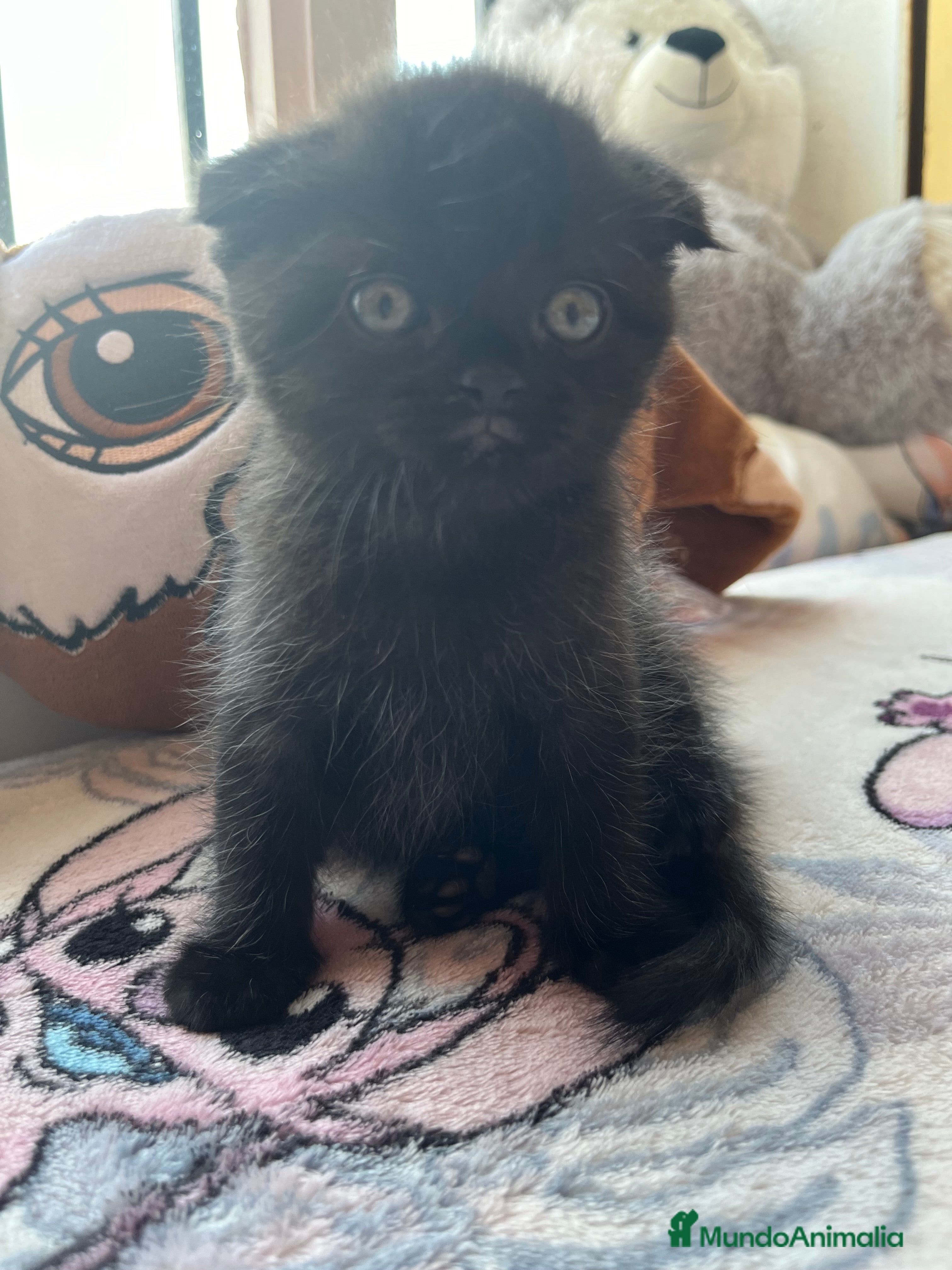 Scottish Fold gatos Gatitos Scotis folh - Anuncio 1