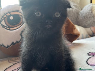 Scottish Fold gatos - Anuncio 11
