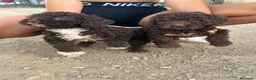 Perro de Agua Español perros en venta: Ultimos cachorritos de agua - Anuncio 2