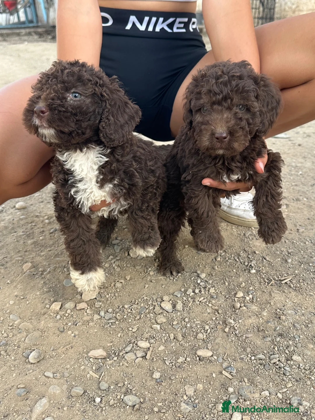 Perro de Agua Español perros en venta: Ultimos cachorritos de agua - Anuncio 2