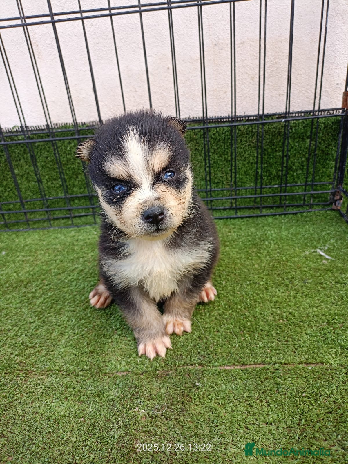 Pomsky perros POMSKY - Anuncio 1