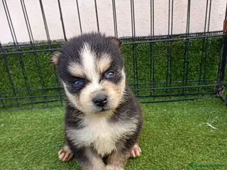 Pomsky perros POMSKY - Anuncio 1