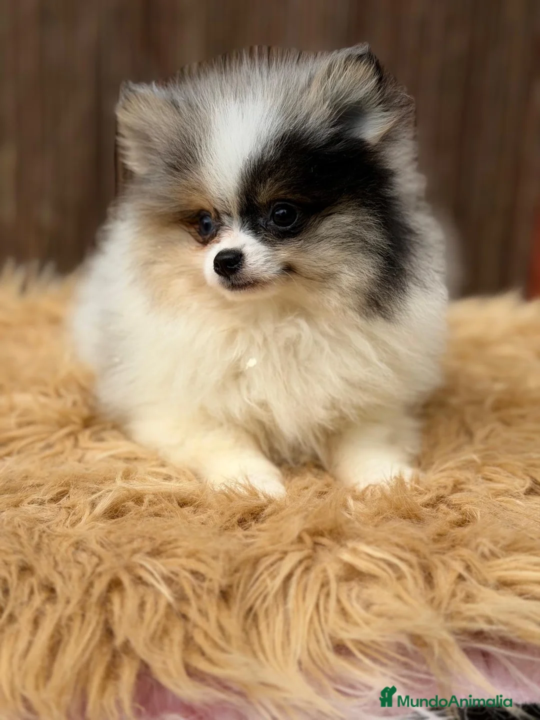 Pomerania perros en venta: POMERANIA MERLE MACHO - Anuncio 1