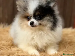 Pomerania perros POMERANIA MERLE MACHO - Anuncio 1