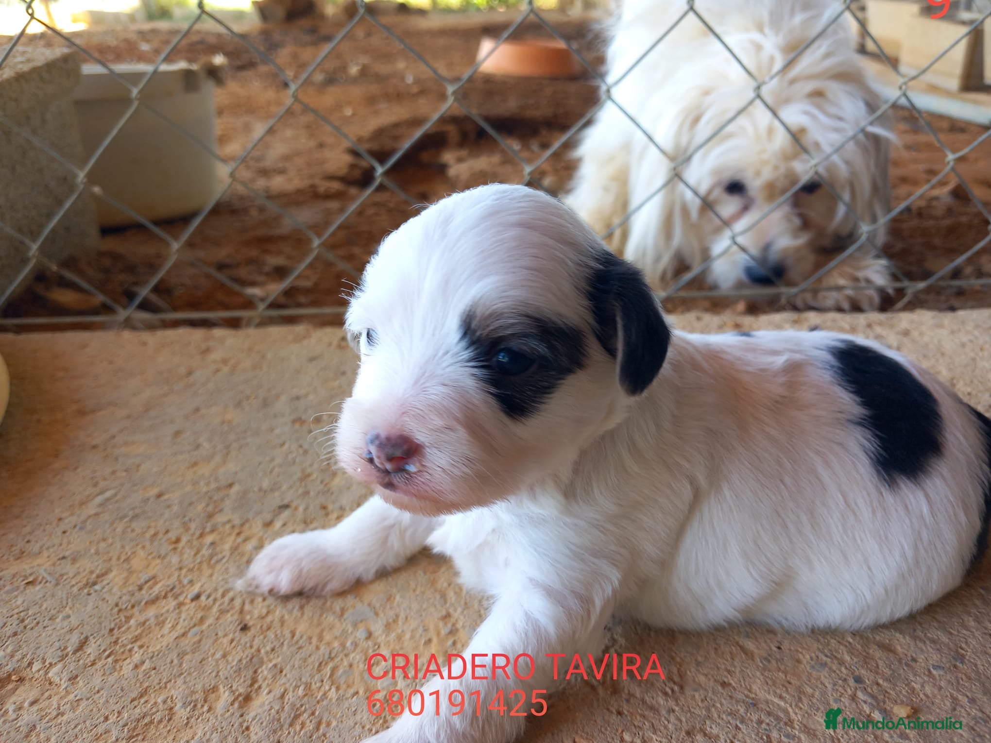 Otras razas perros Crestados Chinos - Anuncio 3