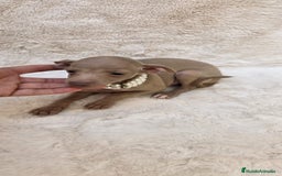 Pequeño Lebrel Italiano perros en venta: Lebrel italiano Piccolo galgo miniatura  - Imagen 1