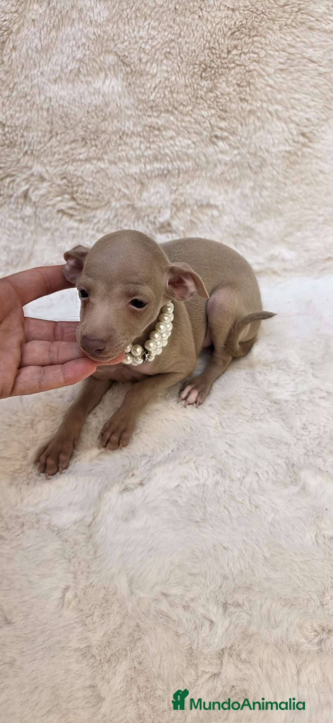 Pequeño Lebrel Italiano perros en venta: Lebrel italiano Piccolo galgo miniatura  - Imagen 1
