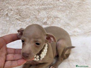 Pequeño Lebrel Italiano perros - Anuncio 1