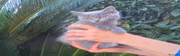 Británico de Pelo Corto gatos en venta: Gatcot.com - Anuncio 2