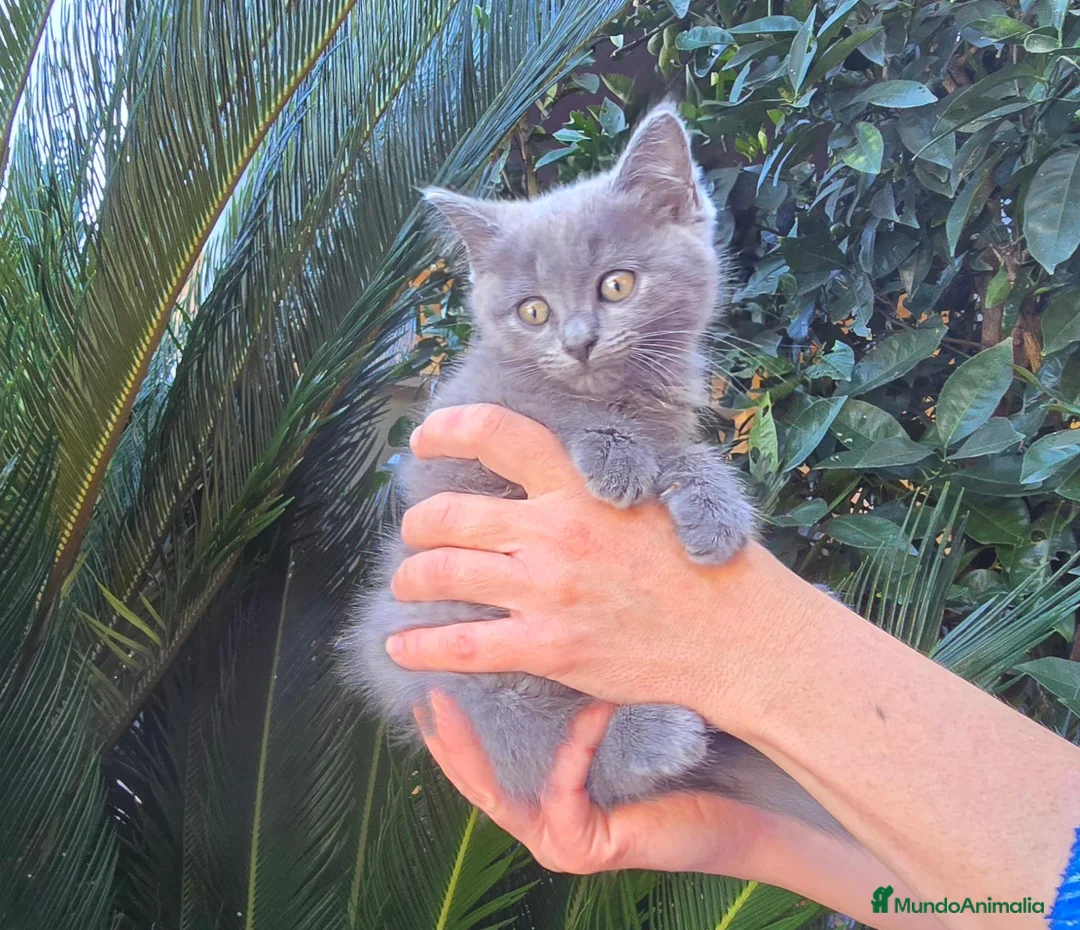 Británico de Pelo Corto gatos en venta: Gatcot.com - Anuncio 2
