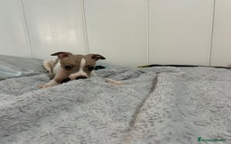 Pequeño Lebrel Italiano perros en venta: Piccolo italiano  - Imagen 14