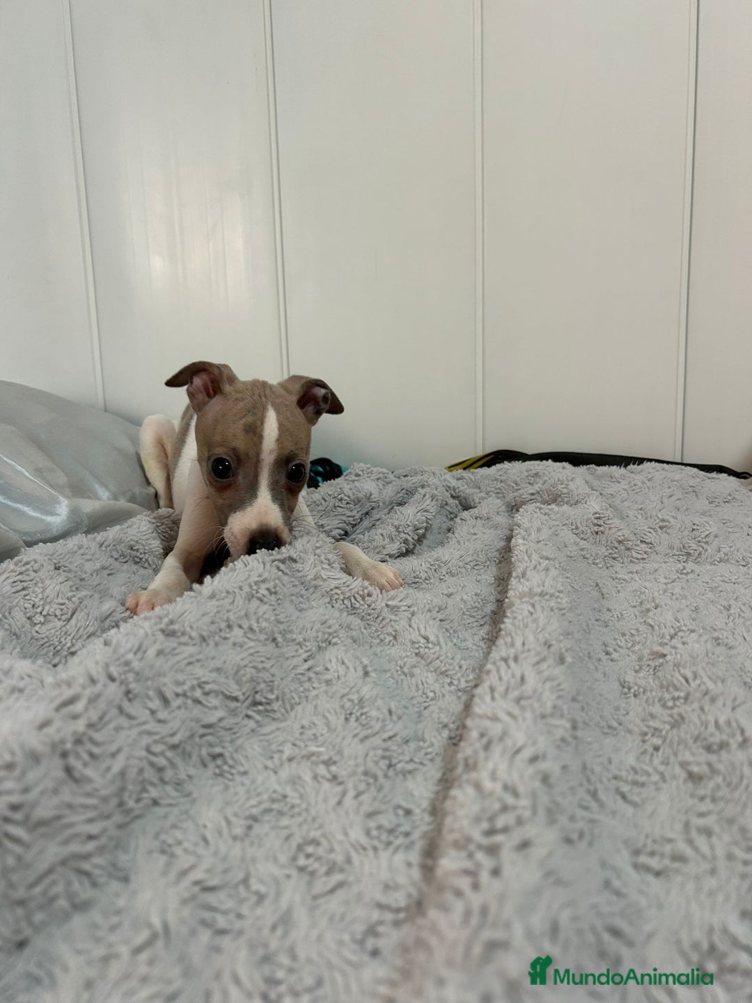 Pequeño Lebrel Italiano perros en venta: Piccolo italiano  - Imagen 14