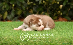 Husky Siberiano perros en venta: Husky siberiano color marrón - Imagen 3