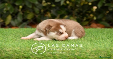 Husky Siberiano perros - Anuncio 16