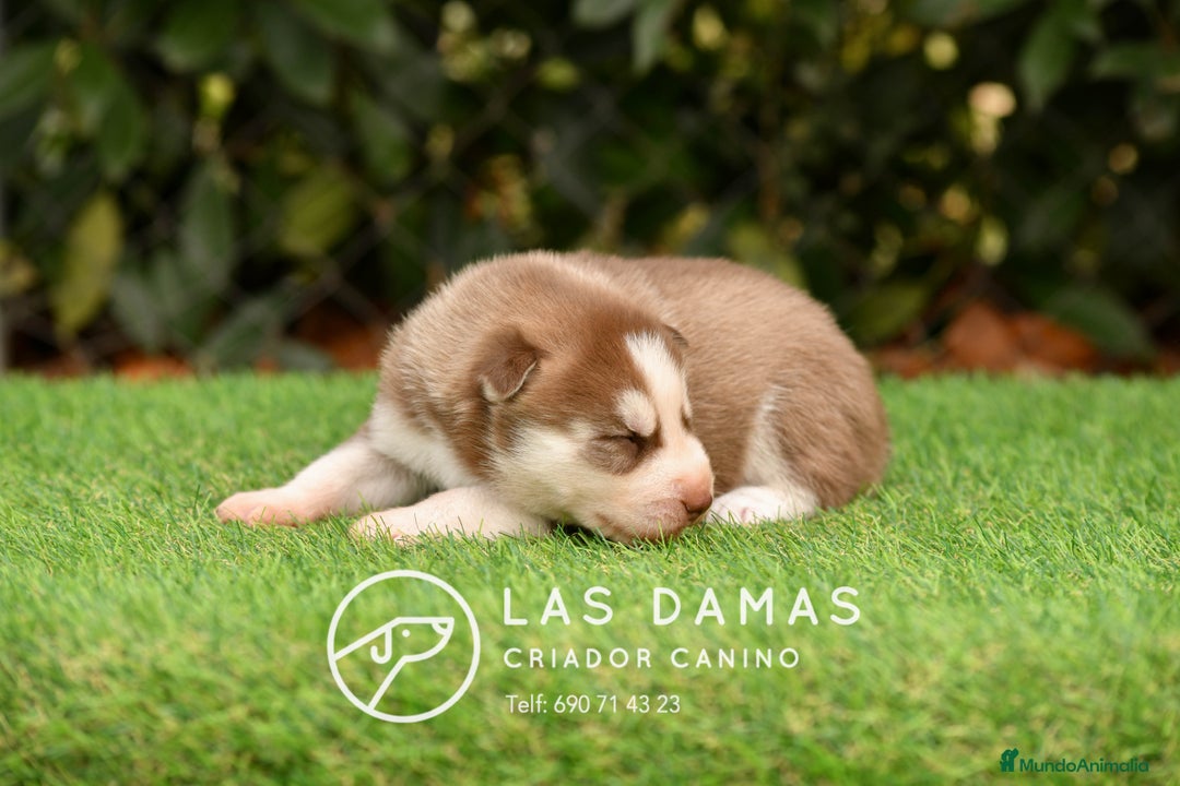 Husky Siberiano perros en venta: Husky siberiano color marrón - Imagen 3