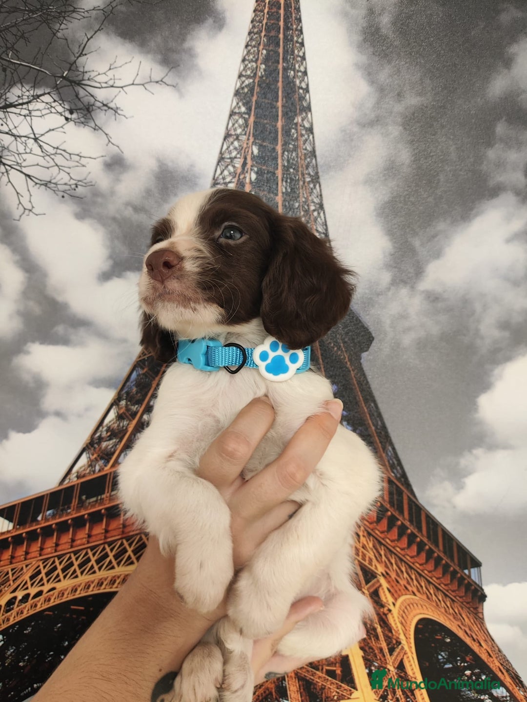 Épagneul Breton perros en venta: SPANIEL BRETÓN, CACHORROS DISPONIBLES  - Imagen 3