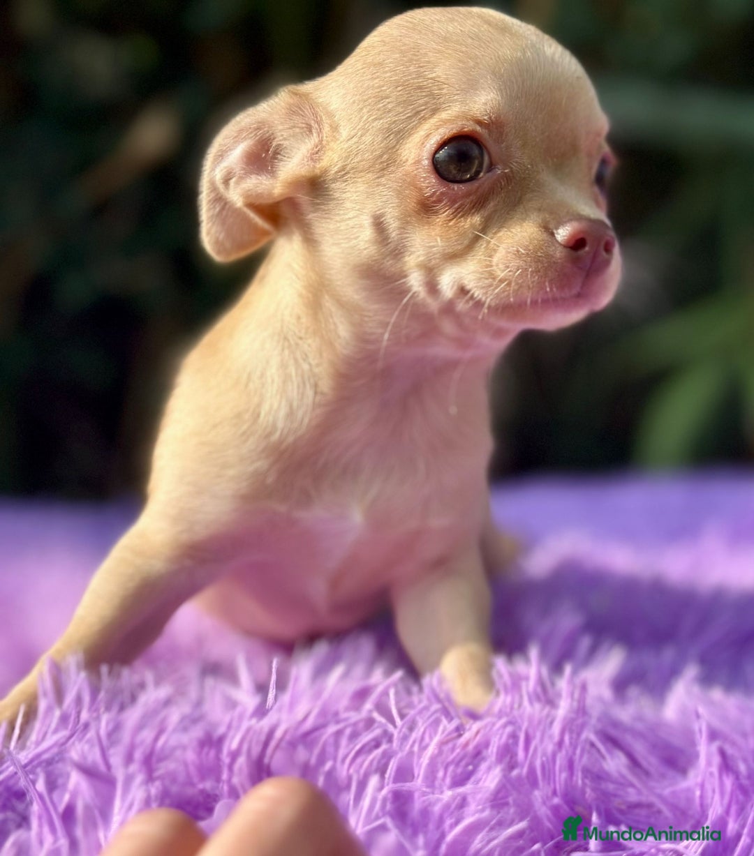Chihuahua perros en venta: Chihuahua toy  - Imagen 4