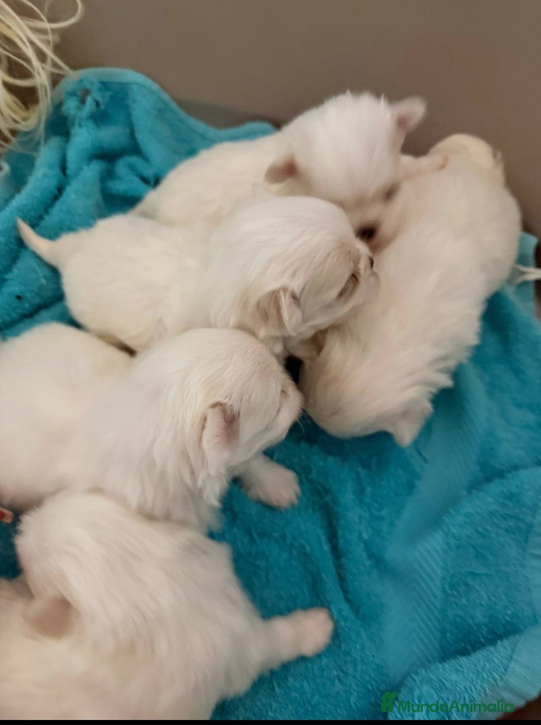 Bichón Maltés perros Bichón maltes coreano - Anuncio 1