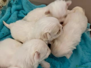 Bichón Maltés perros Bichón maltes coreano - Anuncio 18