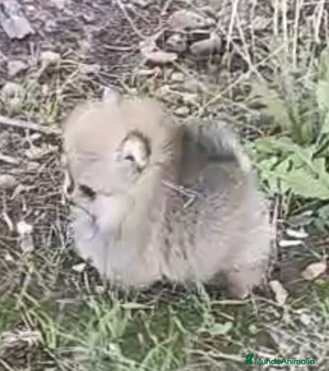 Pomerania perros en venta: Hembras de pomerania miniaturas - Anuncio 3