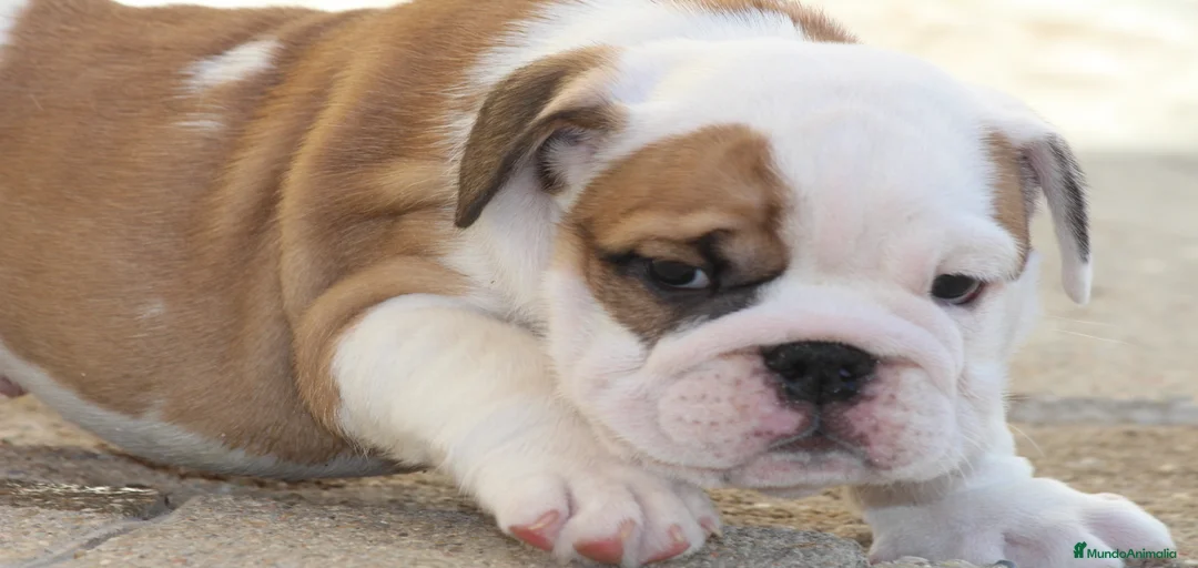 Imagen de galería {{count}}