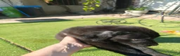 Labrador Retriever perros en venta: LABRADOR - Anuncio 5