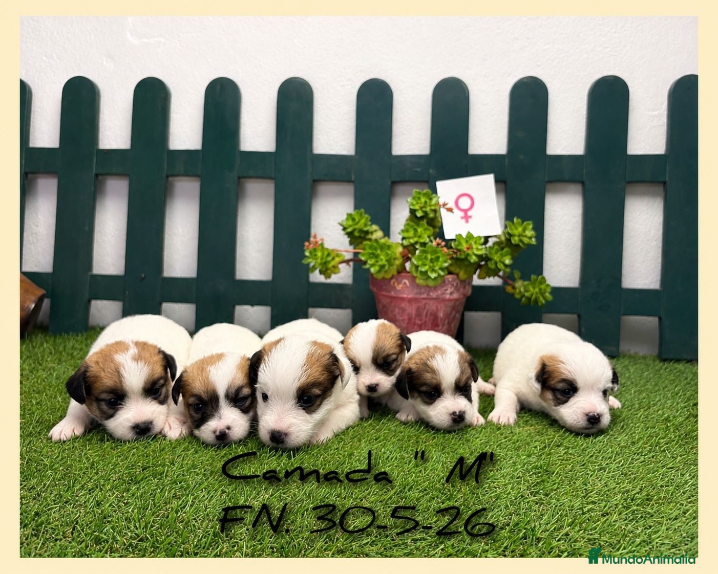 Jack Russell Terrier perros Cachorros Jack Russell Terrier  - Anuncio 3