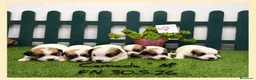 Jack Russell Terrier perros en venta: Cachorros Jack Russell Terrier  - Anuncio 1