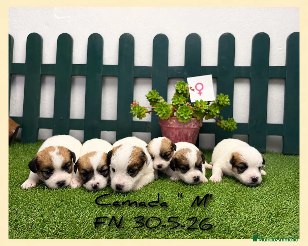 Jack Russell Terrier perros en venta: Cachorros Jack Russell Terrier  - Anuncio 1