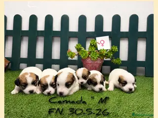 Jack Russell Terrier perros Cachorros Jack Russell Terrier - Anuncio 3